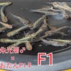 #朱光菊×あおたんF1掛け合わせのF1
