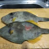 【NZのお魚】 冬に食べたい魚 カワハギ