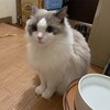 夜の追いかけっこでふくちゃん大興奮