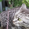 ［176］猫と冒険 帰り道編 その50（😾パトカーから逃げ切るのニャー、👦違うだろ～。 ）