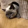 ロックダウン延長