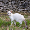 八重山諸島のねこさん