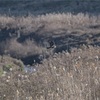 コミミズクのはずがぁ。。🦅