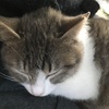 にゃん家の紋章