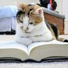 如何する？高校か中高一貫校か