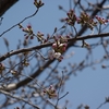 桜の花