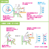 腰痛シリーズ：すべり症・分離症。