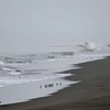海・ミユビシギ