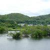 旭川にも水没林