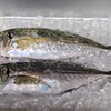 真アジ・カワハギ・シラサエビ　など