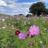 【コスモス（秋桜）とは？】英語3文で学ぶCosmos