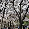 桜舞う季節