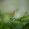 雨の月曜日・・・