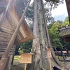 元伊勢内宮皇大神社２（参拝を一緒にするセミ？）
