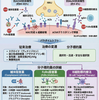 重症筋無力症の免疫療法：従来治療から分子標的薬まで