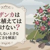 サザンカは庭に植えてはいけない？後悔しない上手な育て方を解説！