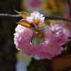 樹木公園「八重・菊桜」（後編）