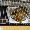 柴犬「きび」が来てから13日目【トイレをなかなか覚えない】