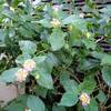 2025年11月10日　まだ咲いている庭の花
