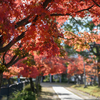 NIKON Zf と NOKTON Vintage Line 50mm F1.5 Aspherical II VM MC で