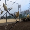 木蓮
