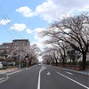 多摩川桜百景　－66. さくら通り－