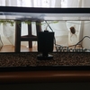頼りになる強い金魚も引越した