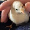 腹ぷくの漢  #ヒメウズラ
