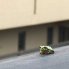 気持ちが晴れないのはコロナと雨のせい？