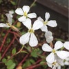 野菜たちも花を咲かせる