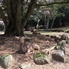 日本各地の鹿について（北海道, 奈良公園, 宮島）