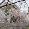 【谷町子育て】大阪城公園の桜が開花していました！