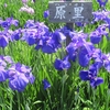 ２０２５年　馬見丘陵公園 の 花菖蒲篇