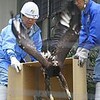 雄々しい姿に歓声　いしかわ動物園、イヌワシ一般公開