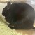 くろごまあん二世 507日目
