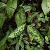 Aglaonema pictum”ちゃんぷーる”BNN from Sibolga timur【AZ0721-3e】