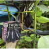 夏野菜　ナスビ03【実を付けました】