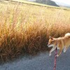 飲水量を量ってみた