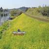 いすみ鉄道『絶景の菜の花めぐり」ドローン 空撮！