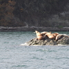 Steller Sea Lion & Bald Eagle