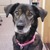 三宅島から始まった物語　被災犬との10年