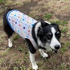 ４月６日・・・ベルヴェット動物病院