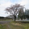 今日の桜