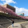 ちょっとそこまで　見頃になった葵桜（河津桜） 2024 02 27