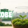 【ご報告】MOSS KOBE、ふるさと納税に掲載されました｜苔の癒しを全国へ