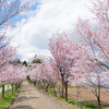 2023年 端野町協和神社の桜！