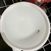 メダカを飼って85週目「塩浴で年越し」のハナシ〈mata.〉