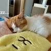 連休が終わるので愛猫を愛でたい。