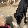 老犬ホームあん｜新人さん クウ＆モモ＆ゆず^^