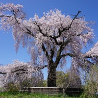 円山公園 ～桜守が心をつなぐ祇園しだれ桜 - 京都おすすめ散歩道
